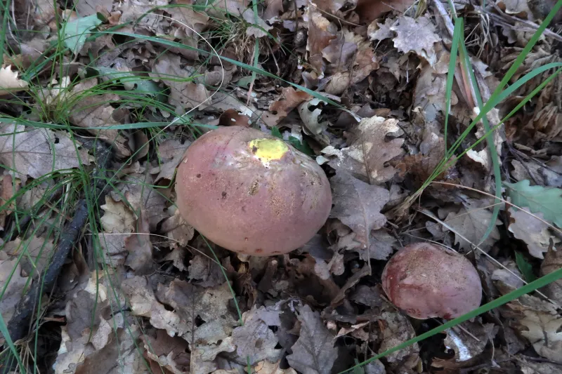 Butyriboletus appendiculatus 1 - Sombrero